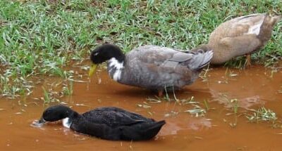 FRUSTRATING WEEKEND FOR PRESTWICH