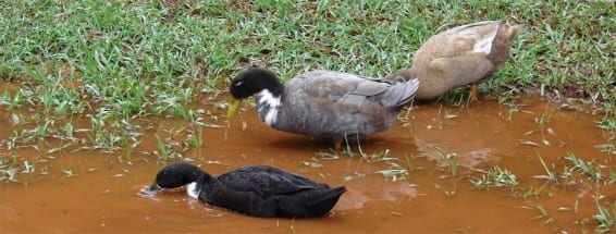 FRUSTRATING WEEKEND FOR PRESTWICH